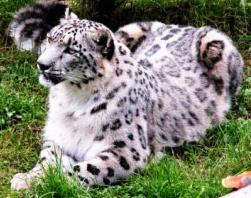 4 Nights/5Days - Churdhar Trek Snow Leopard