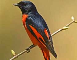 4 Nights/5Days - Churdhar Trek Long tail minivet